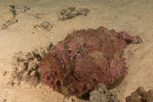 Reef Stonefish — seen at this dive site