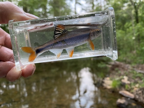 Tricolor Shiner