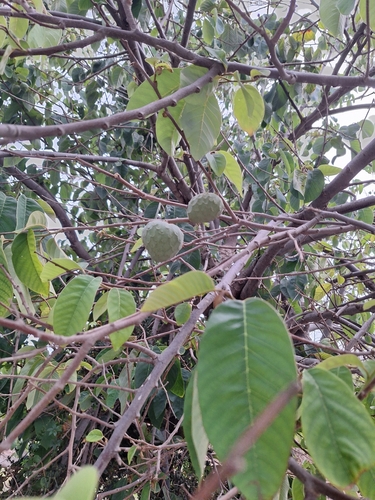 Avistamiento Chirimoyo DOP Costa Tropical