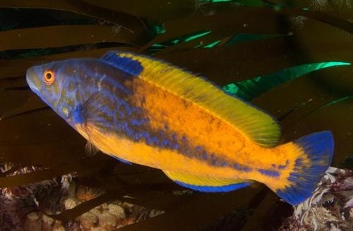 Cuckoo Wrasse