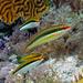 Clown Wrasse - Photo (c) ronlucas, all rights reserved