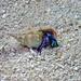 Verrill's Hermit Crab - Photo (c) ronlucas, all rights reserved