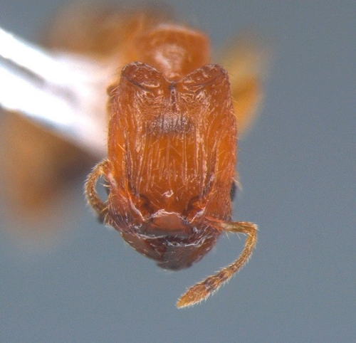 Pheidole fracticepsPheidole fracticeps