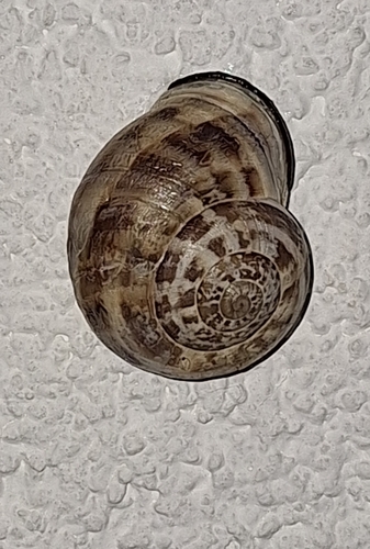 Eobania vermiculata