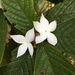 Hairy Gardenia - Photo (c) Chang Gao, all rights reserved, uploaded by Chang Gao