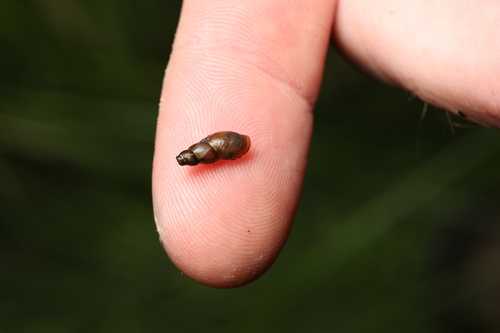 slender pond snail