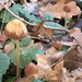 Psathyrella conopila - Photo (c) msv56, all rights reserved, uploaded by msv56