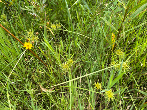 straw-colored flatsedge