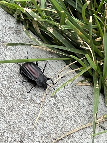 Red-backed Darkling Beetle