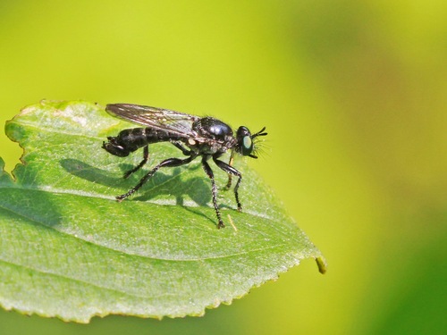 Laphria winnemana