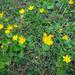Ranunculus bullatus - Photo (c) Paulo Pascoal, όλα τα δικαιώματα διατηρούνται, uploaded by Paulo Pascoal