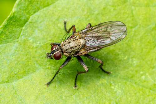 Common Tiger Fly