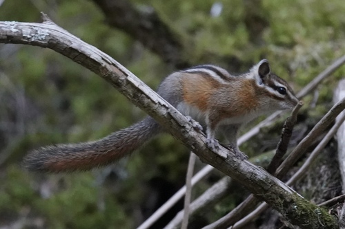 Red-tailed Chipmunk observed by kyle_klotz