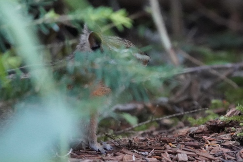 Red-tailed Chipmunk observed by kyle_klotz