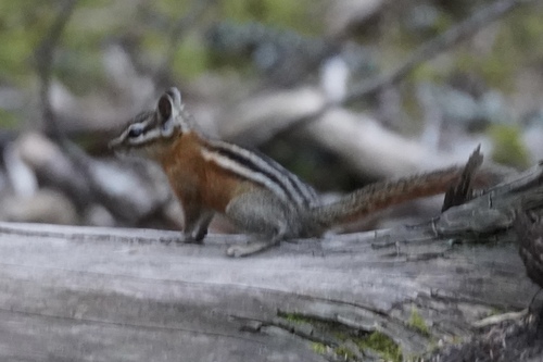 Red-tailed Chipmunk observed by kyle_klotz