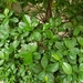 Ficus elasticoides - Photo (c) Jennifer Leung, all rights reserved, uploaded by Jennifer Leung