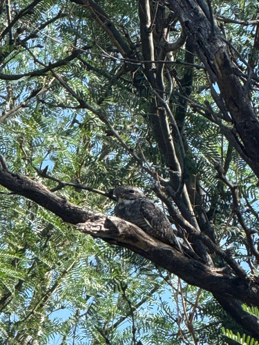 iNaturalist observation 2025-08-24