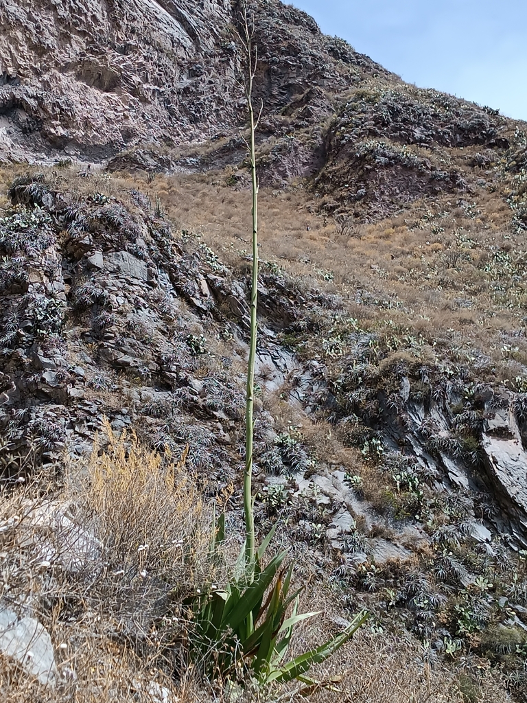 Furcraea occidentalis
