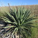 Palmer's Agave - Photo (c) Aaron Balam, all rights reserved, uploaded by Aaron Balam