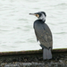 Continental Great Cormorant - Photo (c) David Beadle, all rights reserved, uploaded by dbeadle