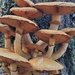 Gymnopilus junonius - Photo (c) Heather R Wise, all rights reserved, uploaded by Heather R Wise