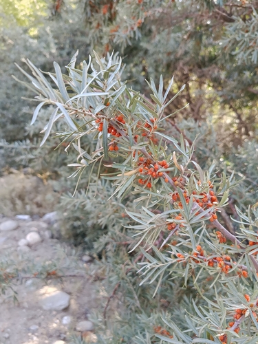 Sea-buckthorn