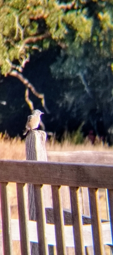 iNaturalist observation photo of Western Bluebird