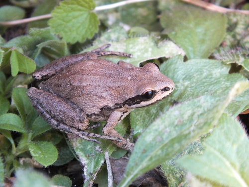 Western Chorus Frog