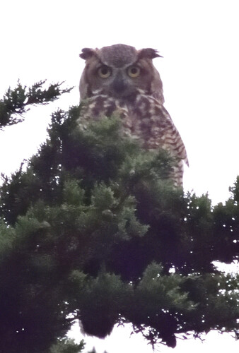 View observation of {o.common_name} on iNaturalist