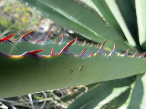 Palmer's agave