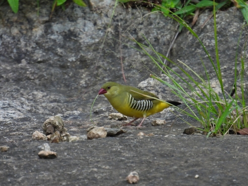 Green Avadavat