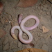 Bahia Worm Lizard - Photo (c) adrianomaciel, all rights reserved, uploaded by adrianomaciel