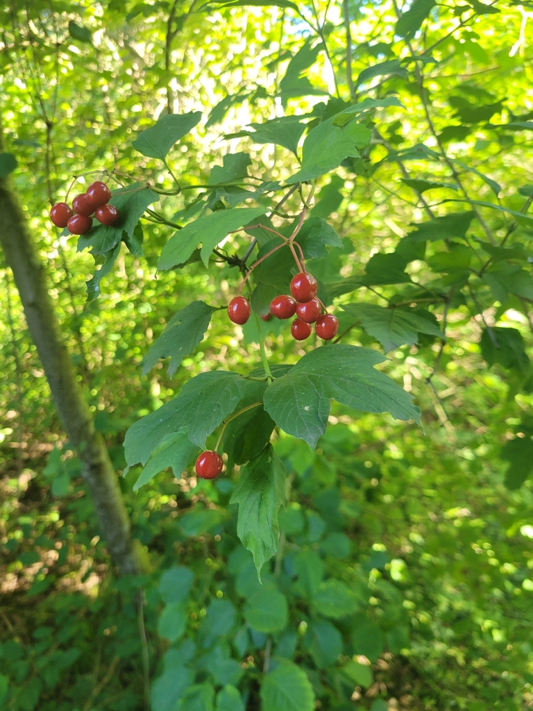 Viburnum opulus