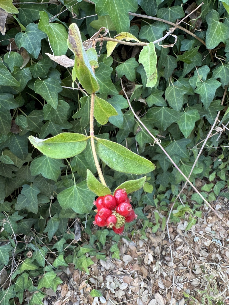 Lonicera periclymenum