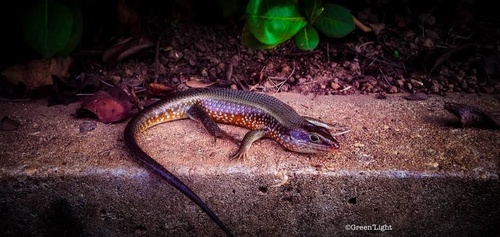 Fire-sided Skink