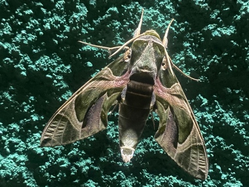 Oleander Hawkmoth