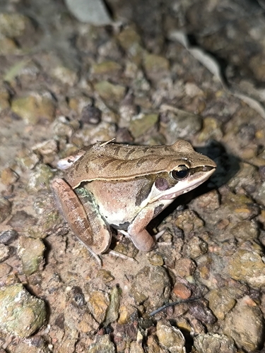 Kokarit Frog