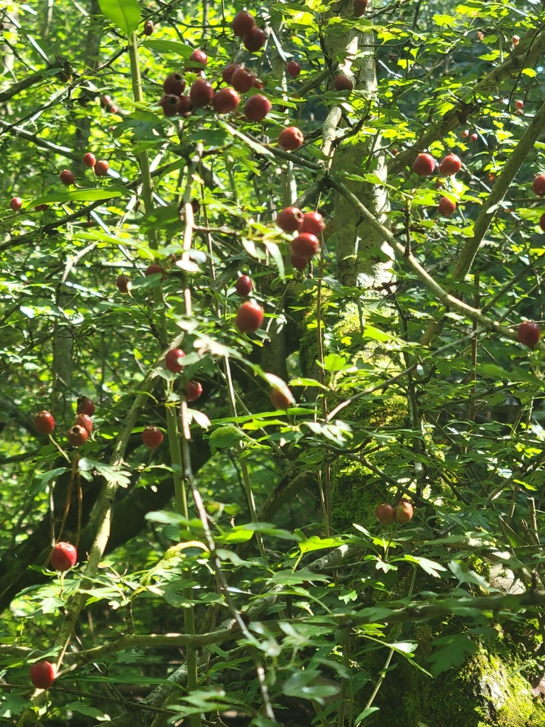 Crataegus monogyna