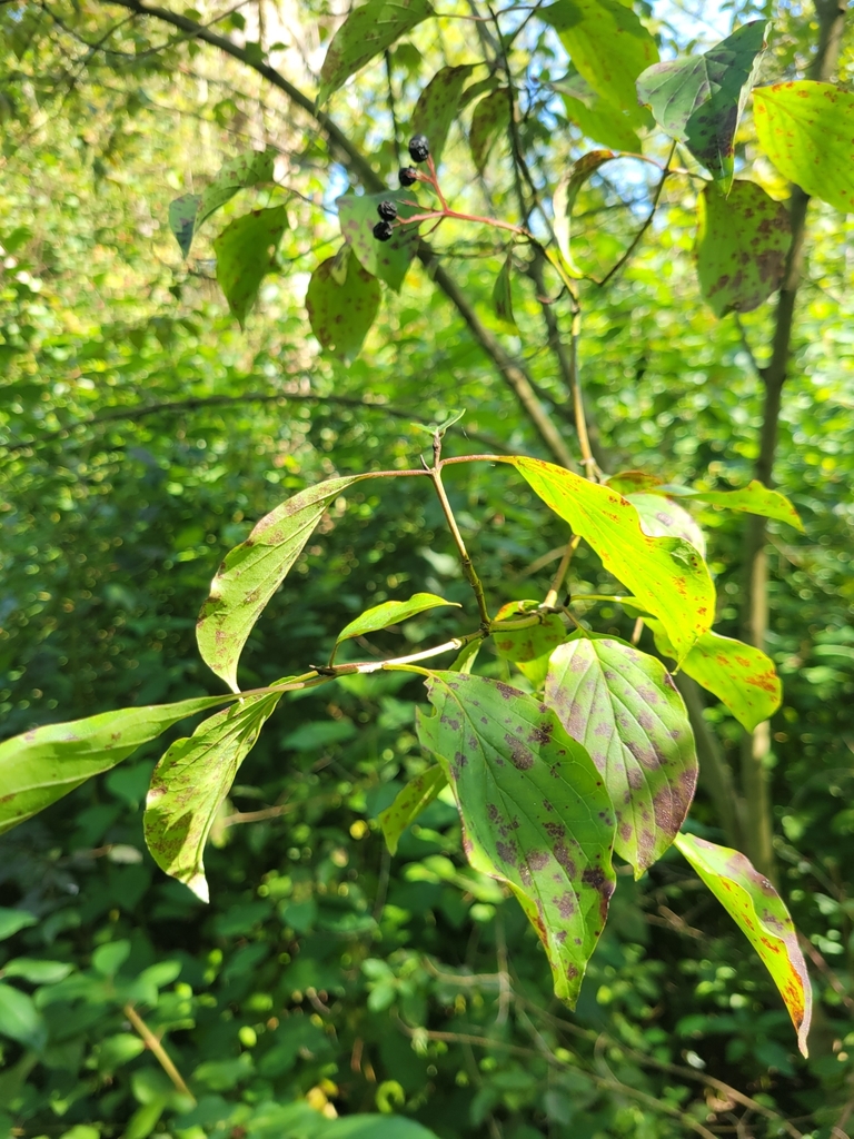Cornus sanguinea