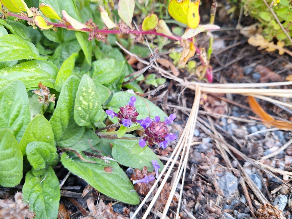 Prunella vulgaris