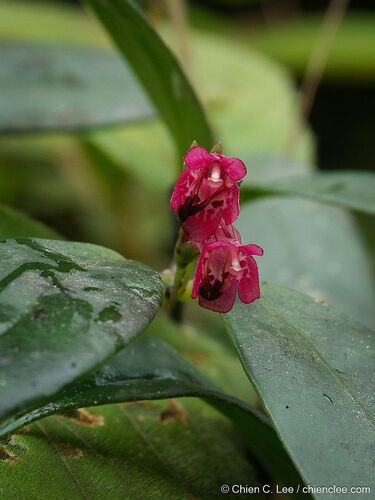 Aeschynanthus vinaceus