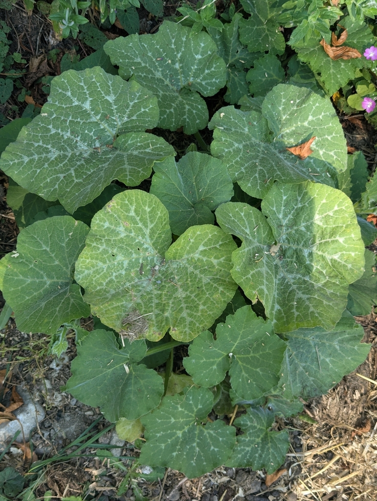 Cucurbita