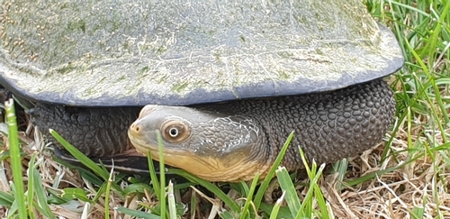 Common Snake-necked Turtle (Chelodina longicollis) · iNaturalist