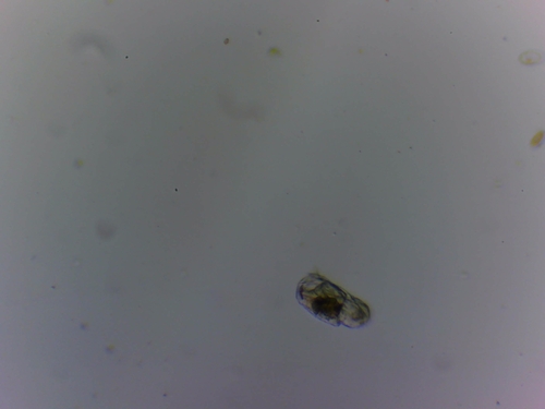 Cephalodella catellina