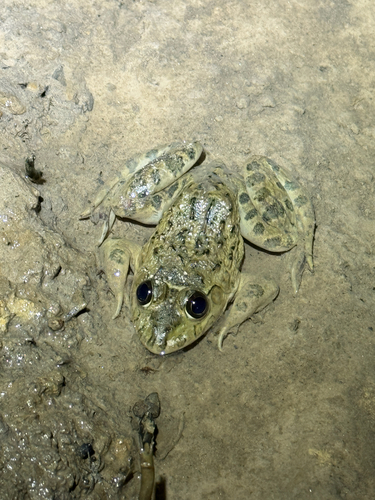 Crowned bullfrog