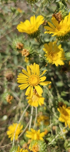 Curlycup Gumweed