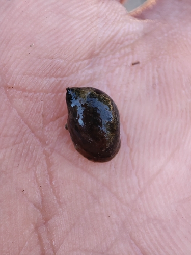 Ampullaceana balthica