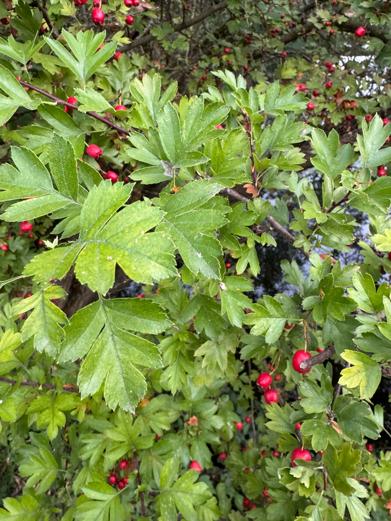 Crataegus