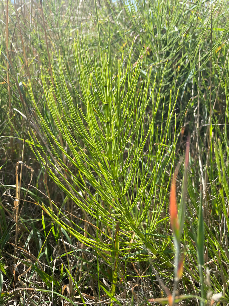 Equisetum