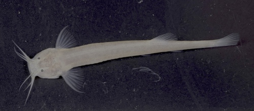 Ituglanis bambui
